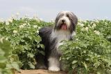 BEARDED COLLIE 024